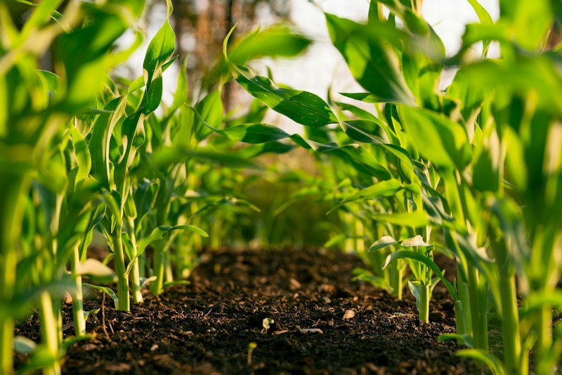 Smart irrigation