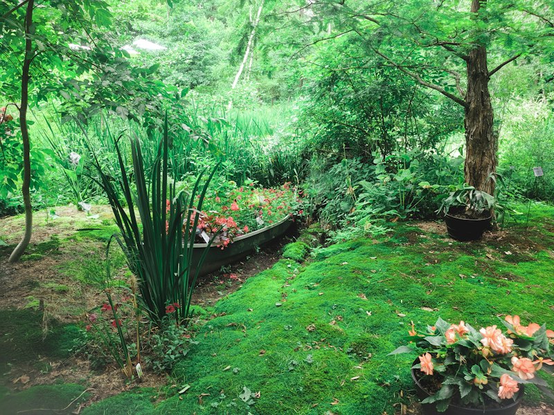 Native drought garden